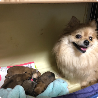 ポメラニアン マリーと４ポメ赤ちゃん